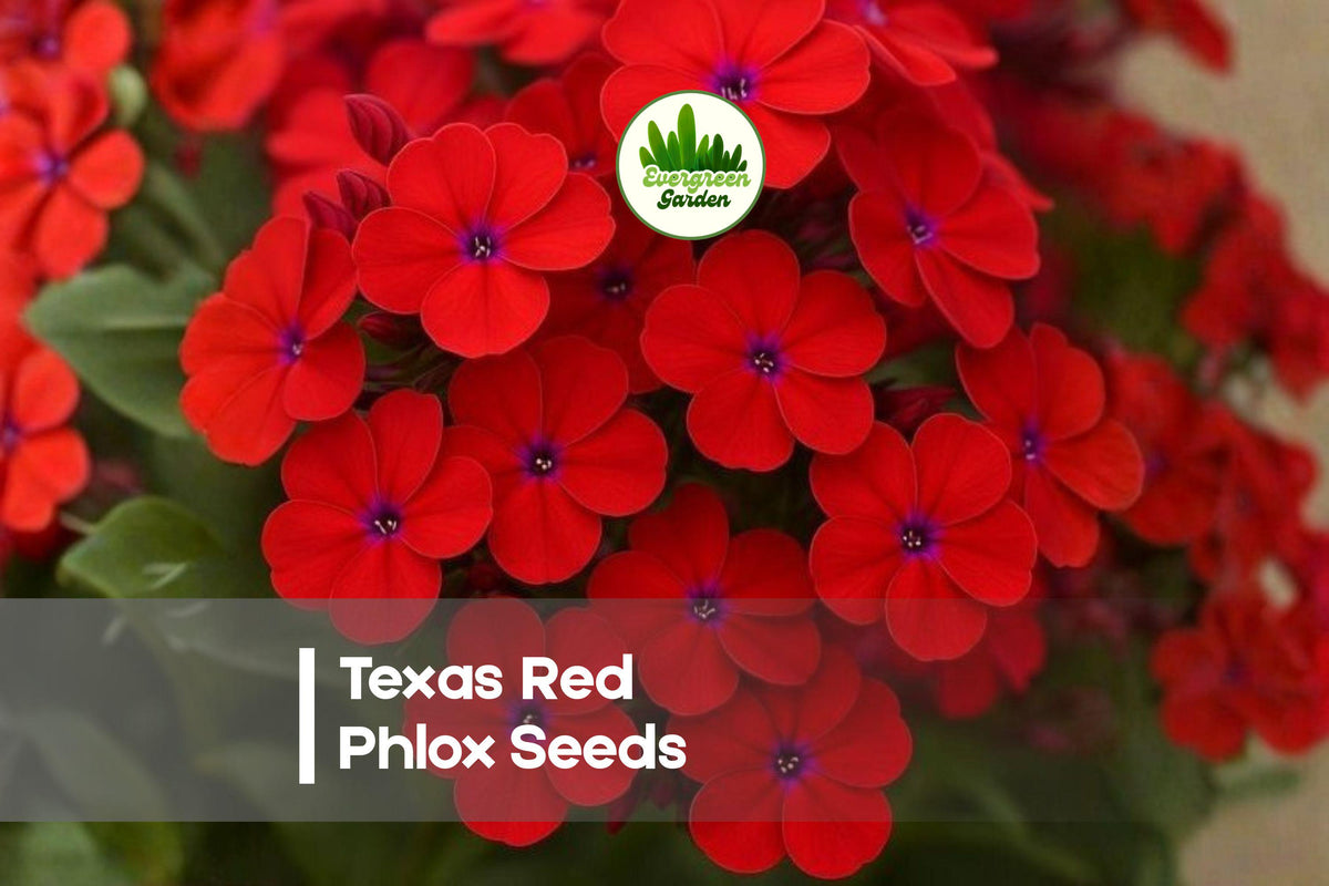 200+ Texas Red Phlox Seeds - Bright Red Blooms, Annual, Attracts Pollinators, Phlox drummondii