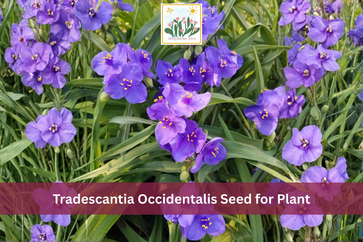 100 Western Spiderwort Seeds | Tradescantia occidentalis Native Perennial Wildflower | Blue Purple Prairie Plant
