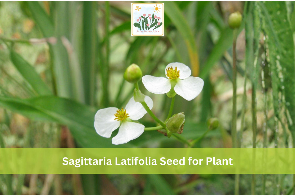 500 Common Arrowhead Seeds | Sagittaria latifolia Native Aquatic Perennial for Water Gardens, Ponds & Wetlands