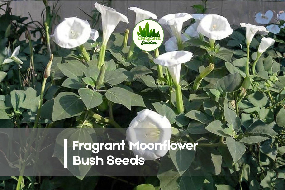 20 Fragrant Moonflower Bush Seeds - Large Trumpet Flowers, Night Fragrance, Ornamental Shrub, Brugmansia Species