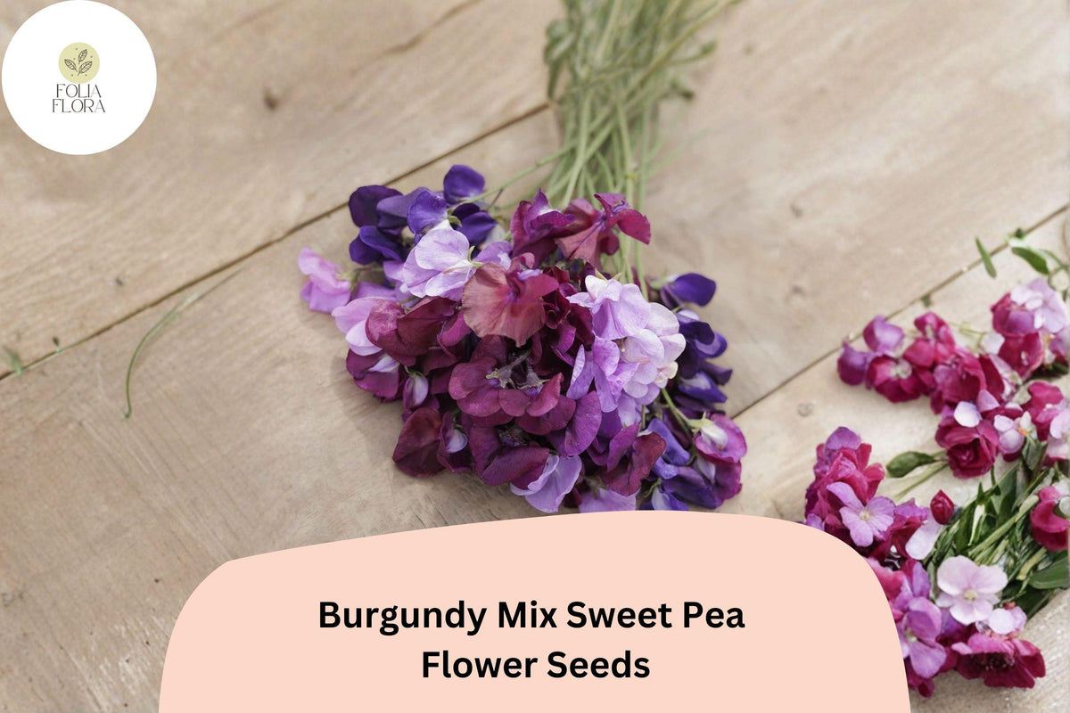 Burgundy Sweet Pea Seeds | Climbing Annual Flower | Lathyrus odoratus | 50+ Viable Seeds