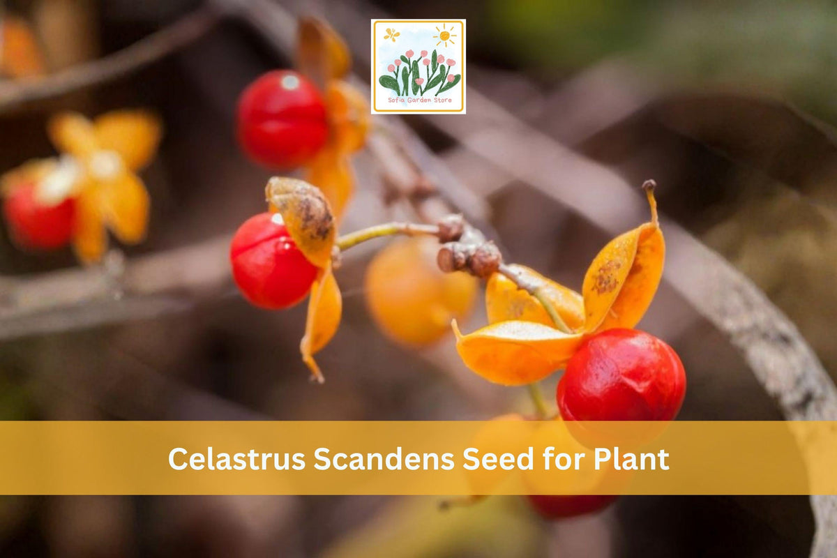 American Bittersweet Seeds | Native Climbing Vine | Celastrus scandens | Bright Orange Berries for Garden & Landscape