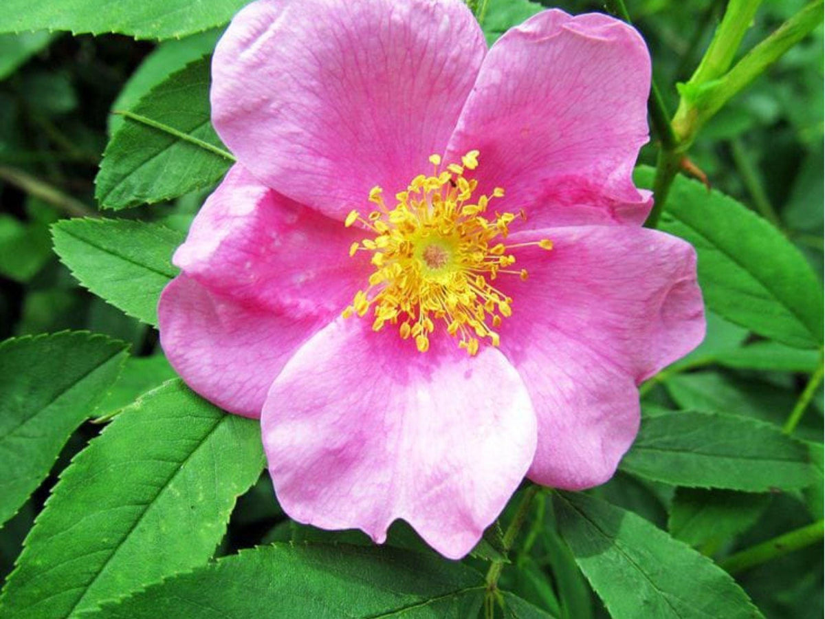 Swamp Rose Seeds (Rosa palustris) – 30 Native Wetland Rose Seeds for Rain Gardens, Wildlife Habitat, Pollinator Garden