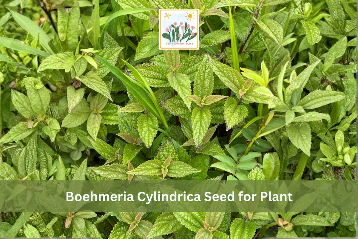 Smallspike False Nettle Seeds | Native Perennial Plant | Boehmeria cylindrica | Moist Soil, Woodland & Rain Gardens