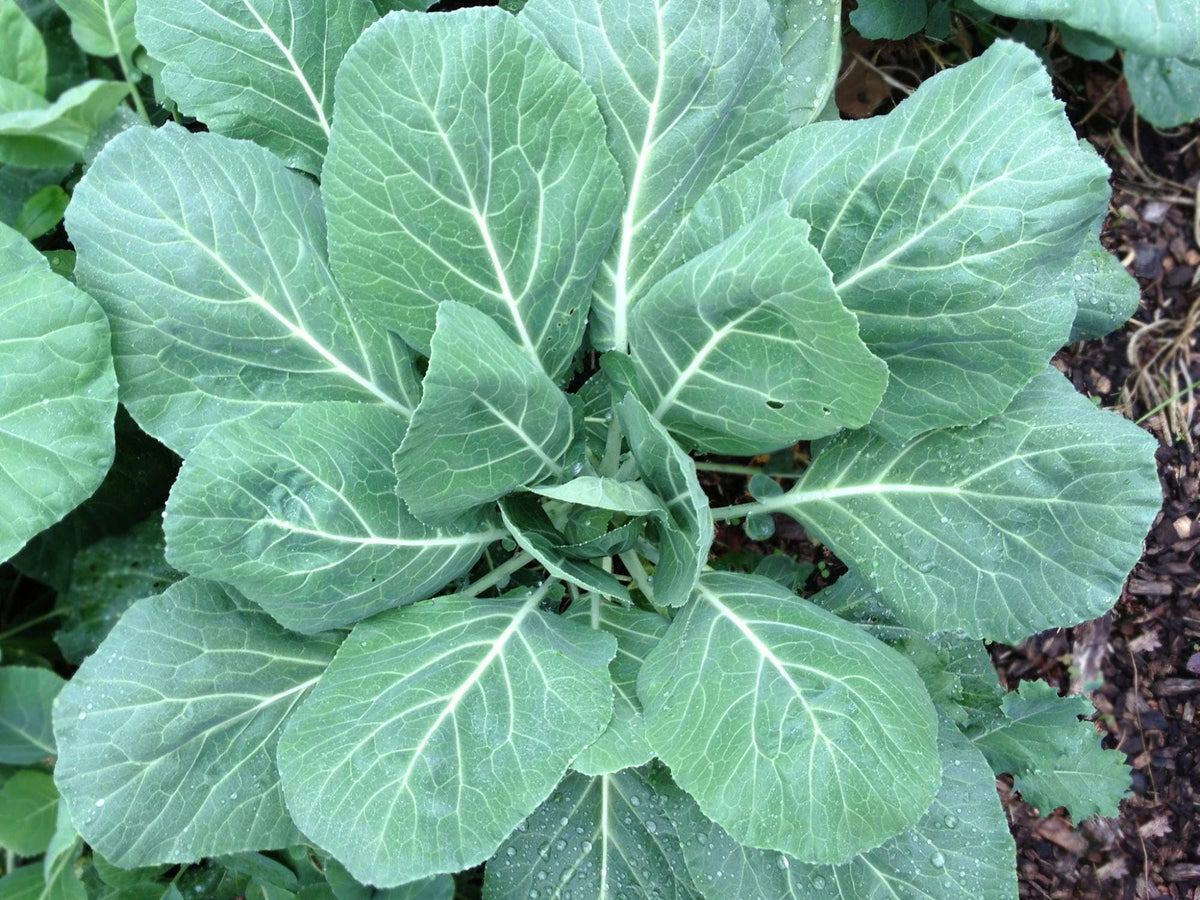 Champion Collards Seeds – 500 Heirloom Green Leaf Vegetables, Heat & Cold Tolerant, Large Dark Green Leaves