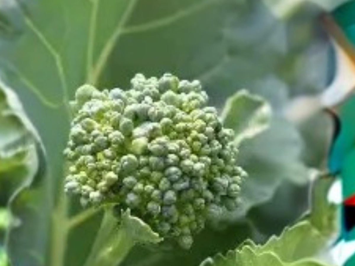 Broccoli Raab Seeds, Rapini, Spring Rabe, Italian Greens, Fast-Growing Annual Vegetable, 300 Seeds