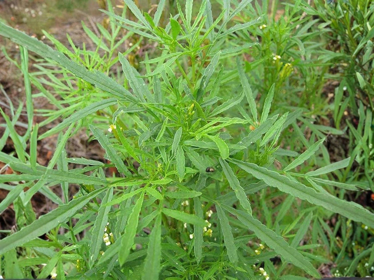 Huacatay Black Mint Seeds – Peruvian Culinary Herb, Tagetes minuta, Aromatic, Fast-Growing, 100 Seeds