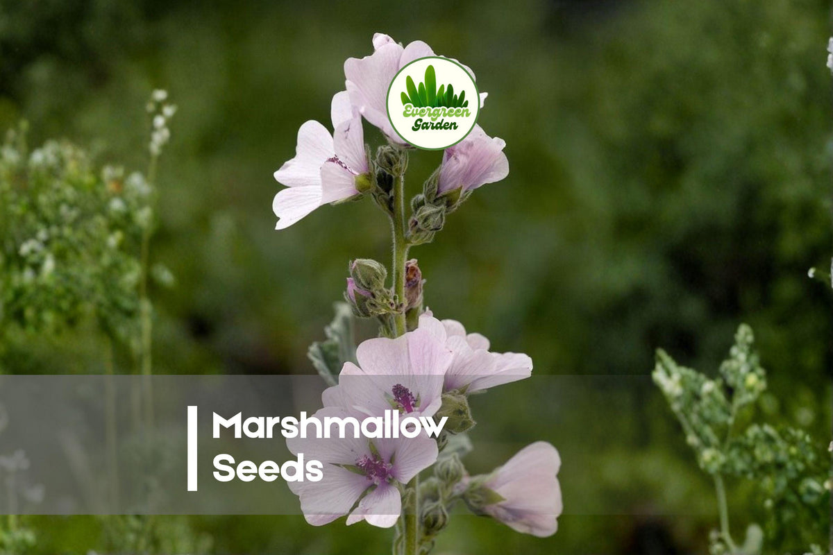 100 Marshmallow Seeds - Althaea officinalis Soft Pink Flowers, Ornamental Perennial for Gardens & Borders