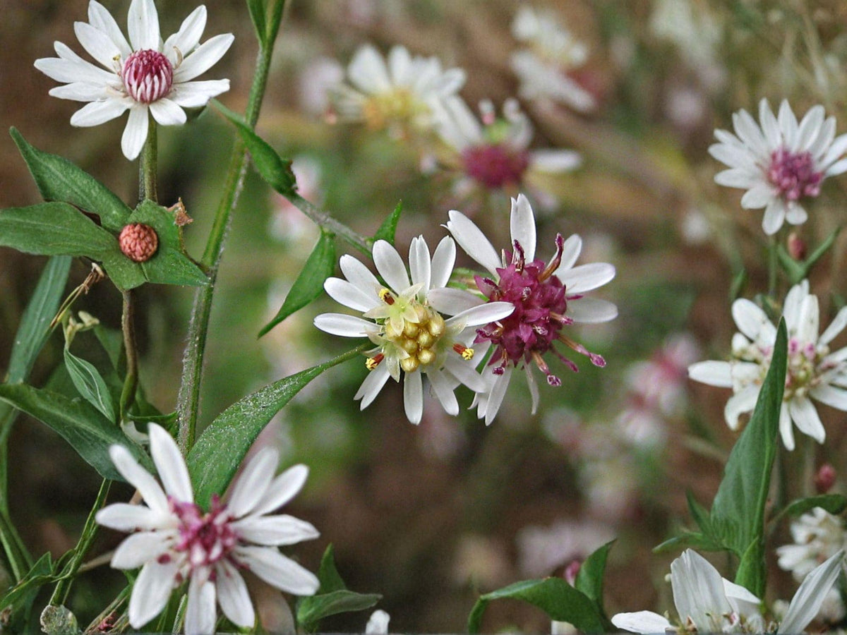 Symphyotrichum lateriflorum Calico Aster Seeds – Native Perennial Wildflower for Pollinator Gardens