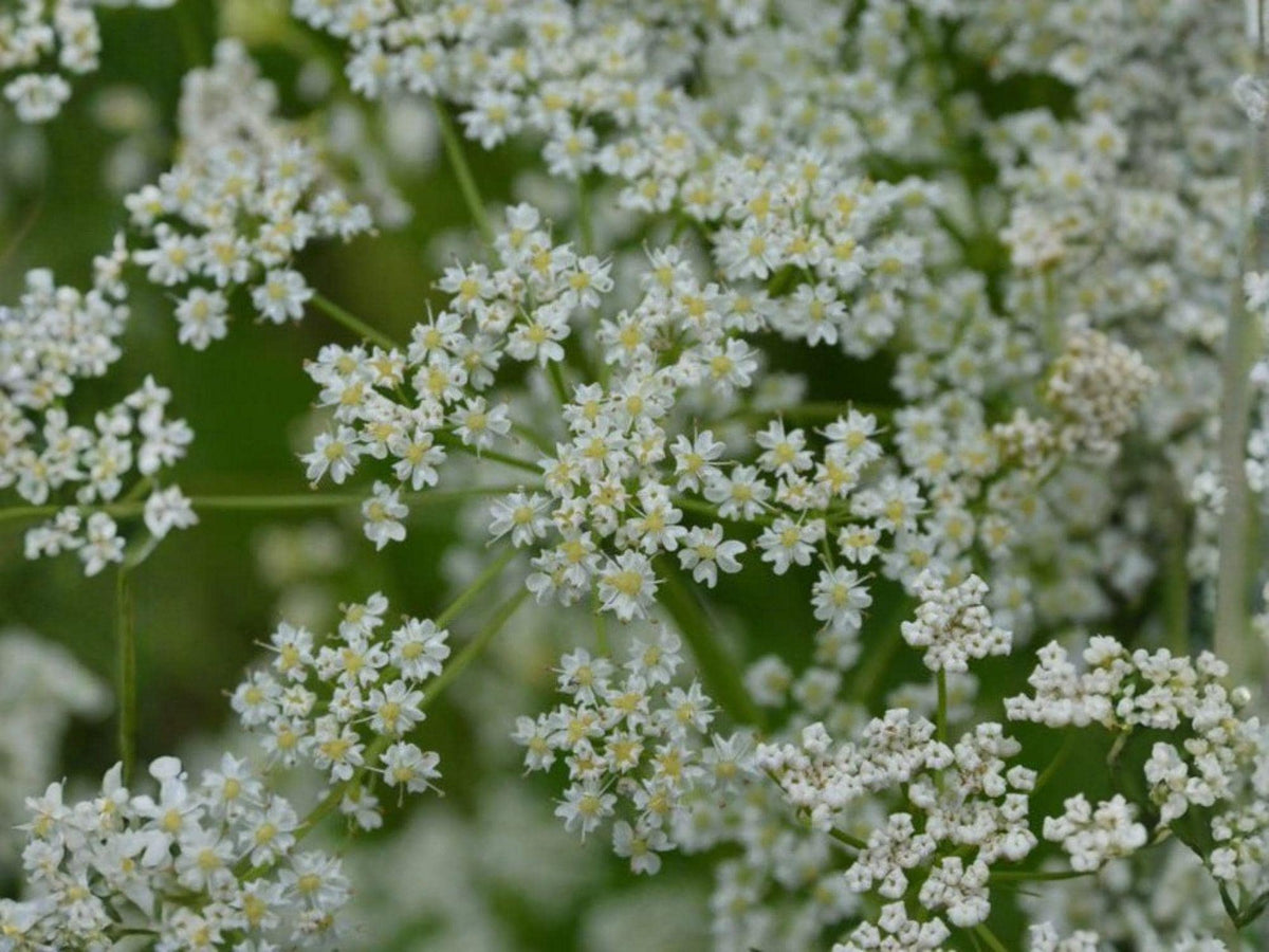 Caraway Herb Seeds – 300 Organic Culinary Seeds for Home Gardening, Carum carvi, Annual & Biennial Herb