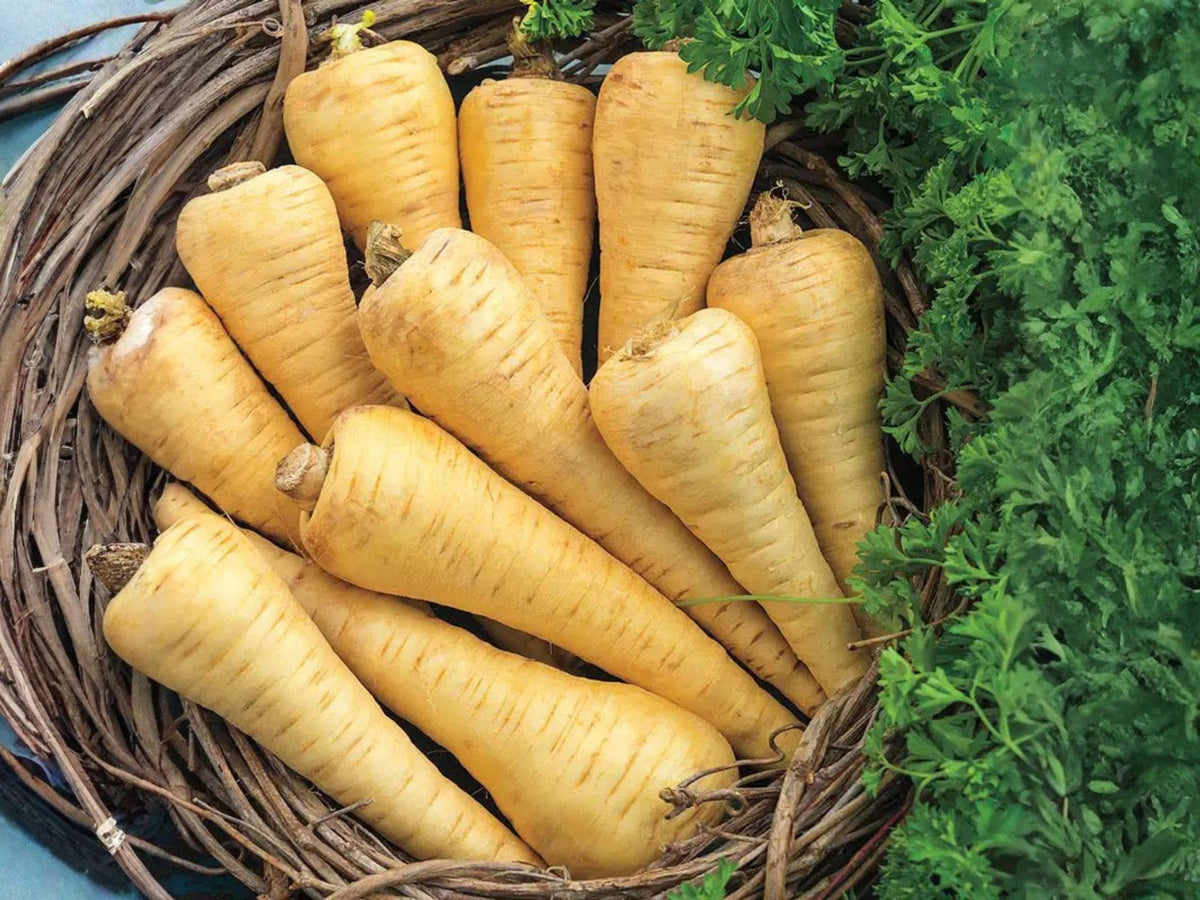 All American Parsnip Seeds – 100 Heirloom Root Vegetable for Fall & Winter Harvest, Sweet Flavor, Frost-Enhanced, Garden Plant