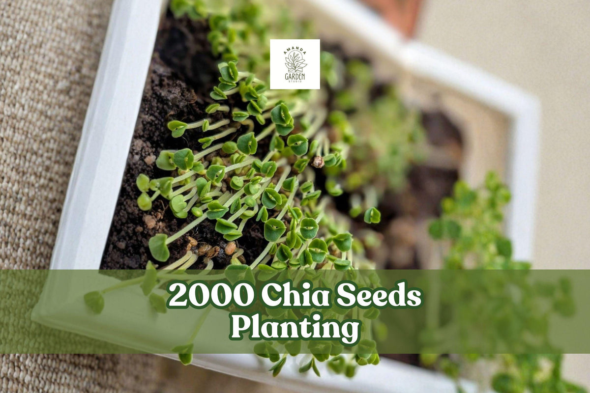 2000 Chia Seeds for Microgreens & Home Garden Growing | Salvia hispanica Vegetable Herb Seeds