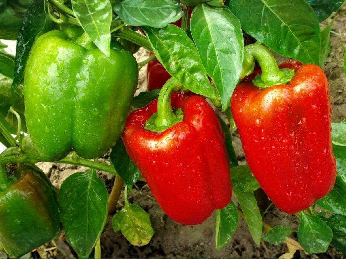 Yolo Wonder Sweet Bell Pepper Seeds – Heirloom, High Yield, Large Blocky Fruits, Disease Resistant, 25 Seeds