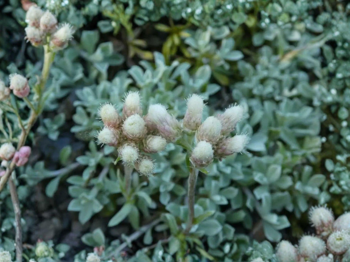 Antennaria parvifolia Pussytoes Seeds | Native Perennial Groundcover for Pollinators & Drought Tolerance