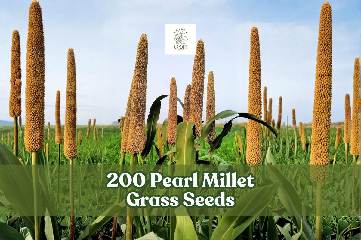 200 Pearl Millet Grass Seeds for Planting | Ornamental Pennisetum glaucum Tall Grass Seeds
