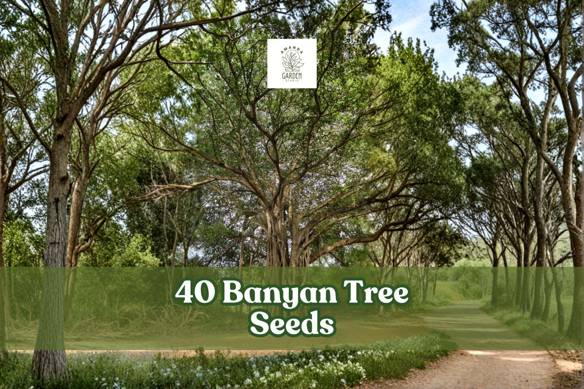 40 Banyan Tree Seeds Ficus benghalensis Tropical Ornamental Planting Kit for Warm Climates