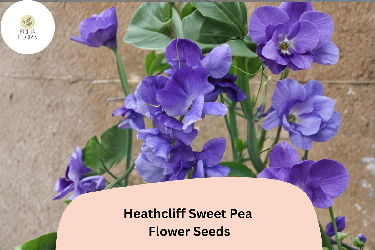 Heathcliff Sweet Pea Seeds | Purple Climbing Vine for Gardens & Cut Flowers | Lathyrus odoratus (50+ Seeds)