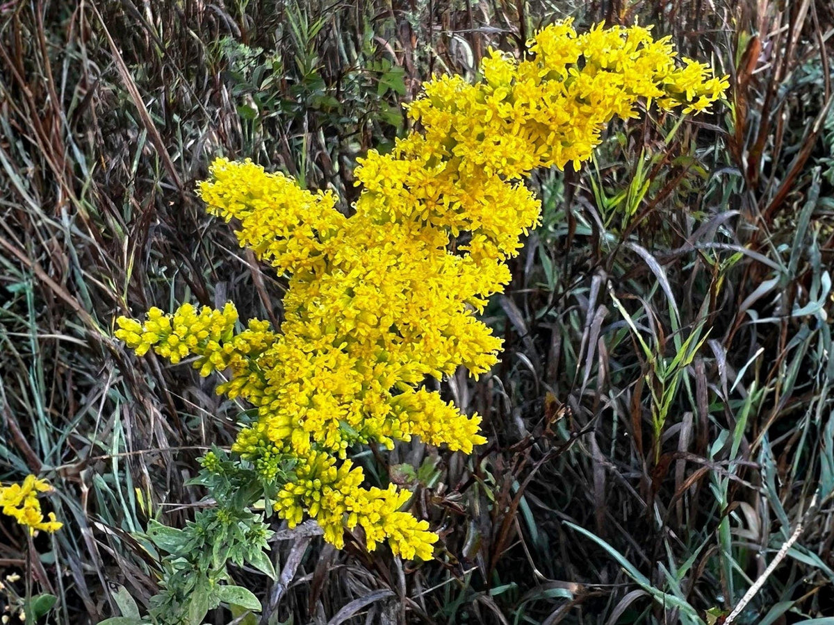 Solidago Nemoralis Seeds – 100 Wildflower Seeds for Garden & Natural Landscaping – Old Field Goldenrod, Perennial Flower