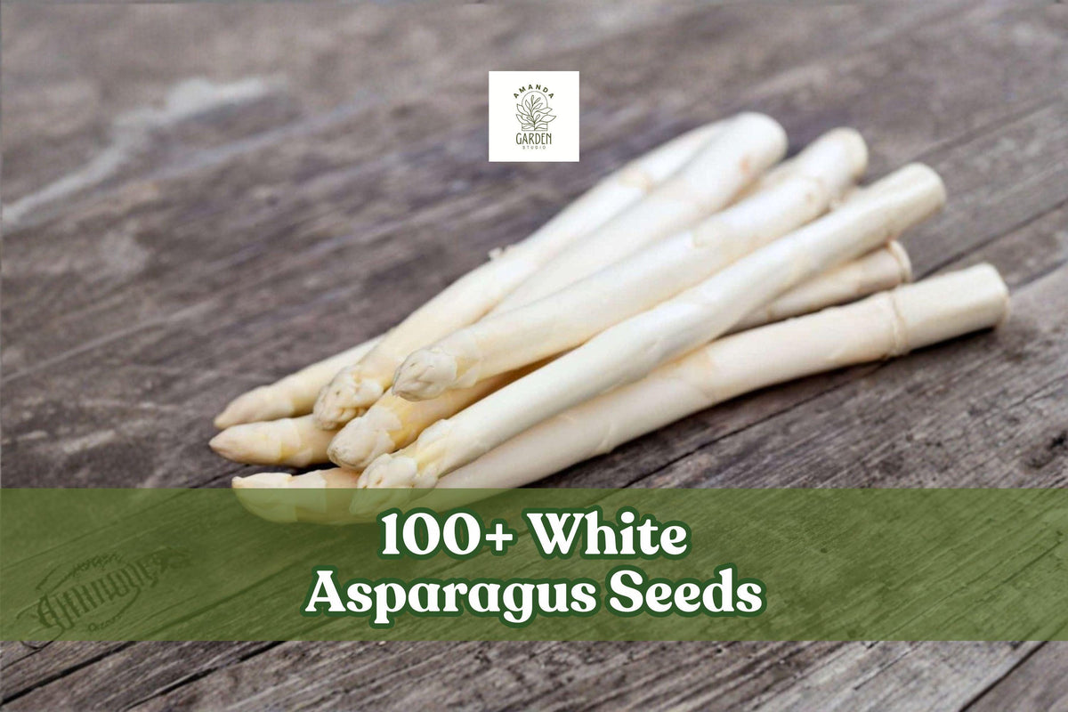 White Asparagus Seeds – 100+ Perennial Vegetable Seeds for Garden Planting | Asparagus officinalis