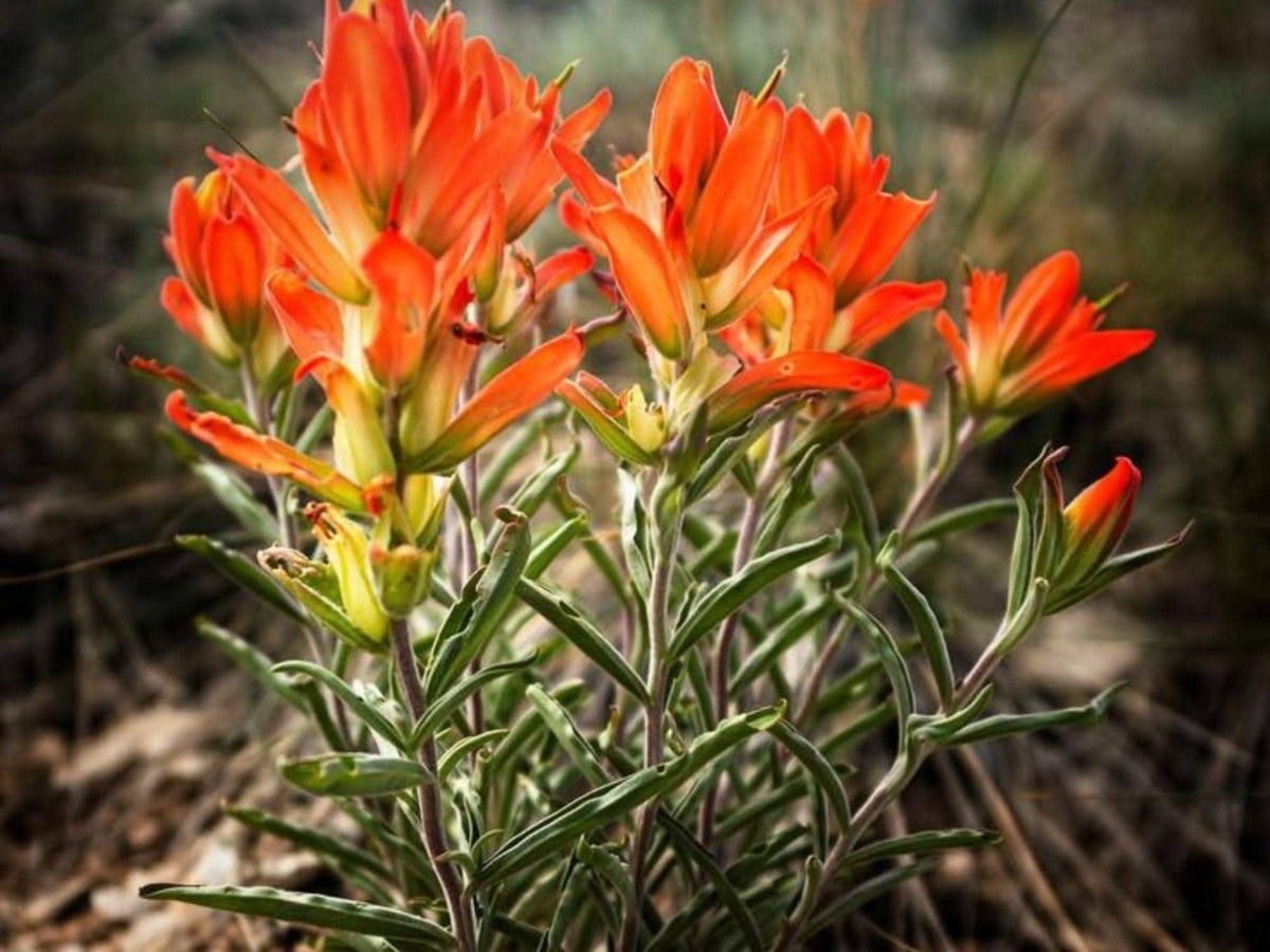 Orange Paintbrush Seeds (Castilleja integra) – Native Wildflower, Drought-Tolerant Pollinator Plant, Southwestern Perennial