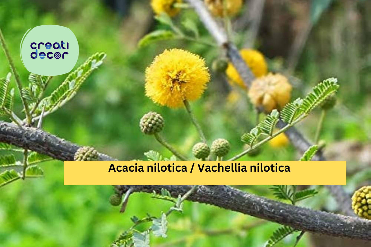 Acacia nilotica Seeds – 5 Gum Arabic Tree Seeds, Drought-Tolerant, Thorny Acacia, Ornamental Bonsai, Dry Climate Landscaping