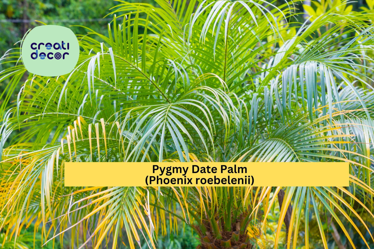 Pygmy Date Palm Seeds – 5 Non-GMO Phoenix roebelenii Dwarf Palm Tree Seeds for Indoor & Outdoor Containers