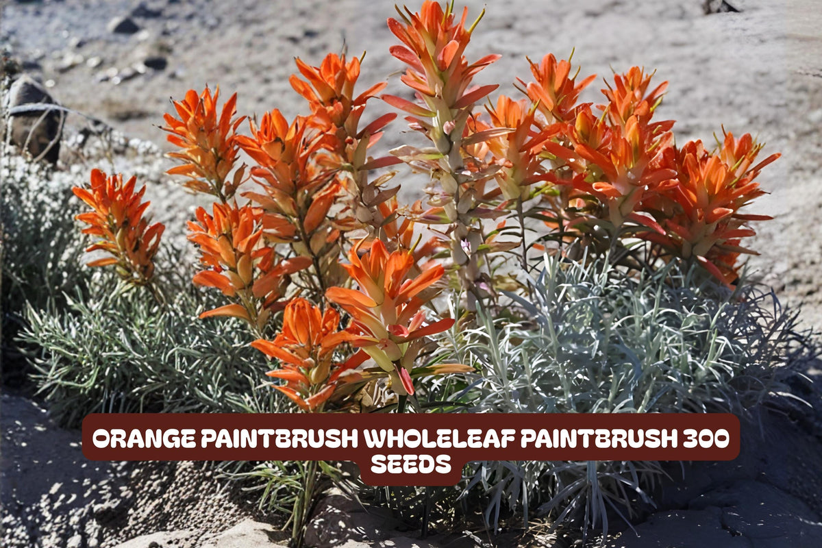 Orange Paintbrush Seeds 500 Count | Castilleja integra Wildflower for Native Gardens, Xeriscaping & Pollinator Attracting