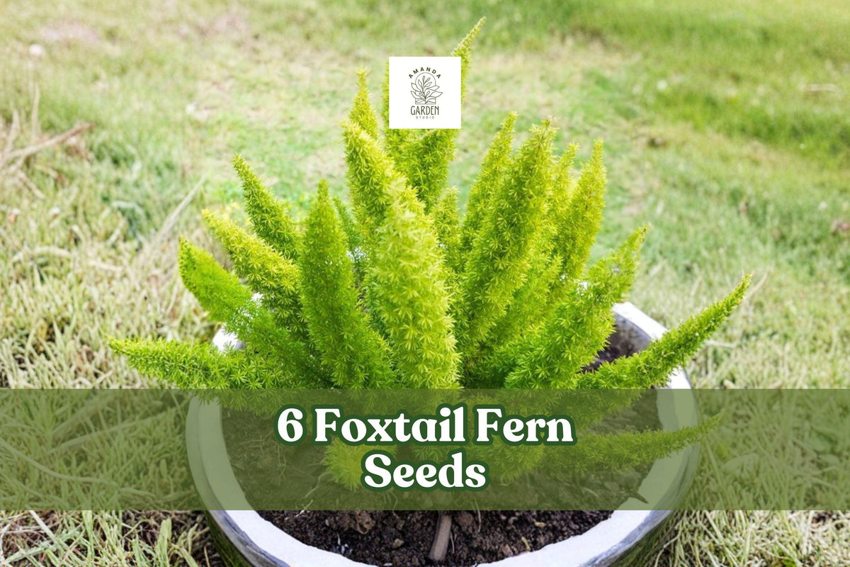 Foxtail Fern Seeds, Ornamental Foliage, Asparagus sprengeri, Indoor & Outdoor Planting, Green Fronds, Clumping, Decorative