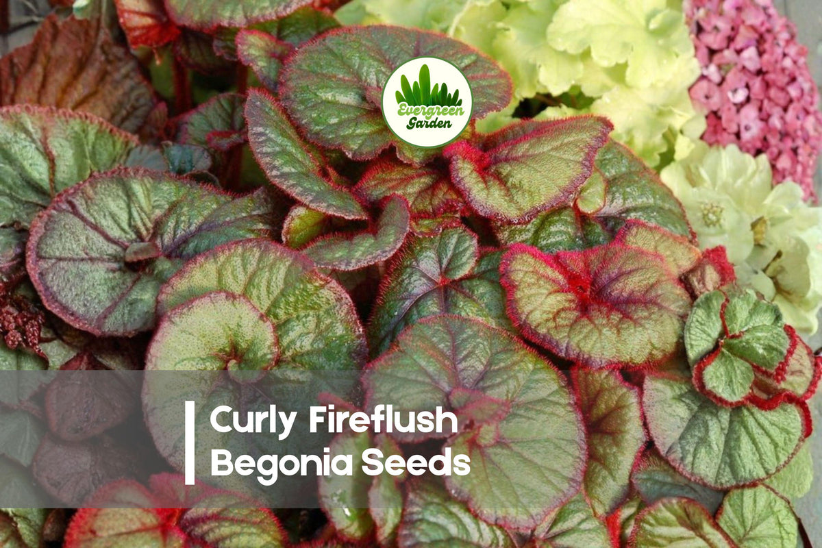 Curly Fireflush Begonia Seeds – Foliage Plant, Red-Edged, Shade Garden, Begonia rex-cultorum, Perennial, Indoor & Outdoor