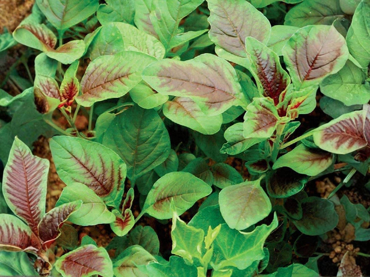 Red Stripe Amaranth Seeds – Edible Red Beauty Tricolor Leaf Vegetable, Heirloom Asian Greens, 100 Seeds