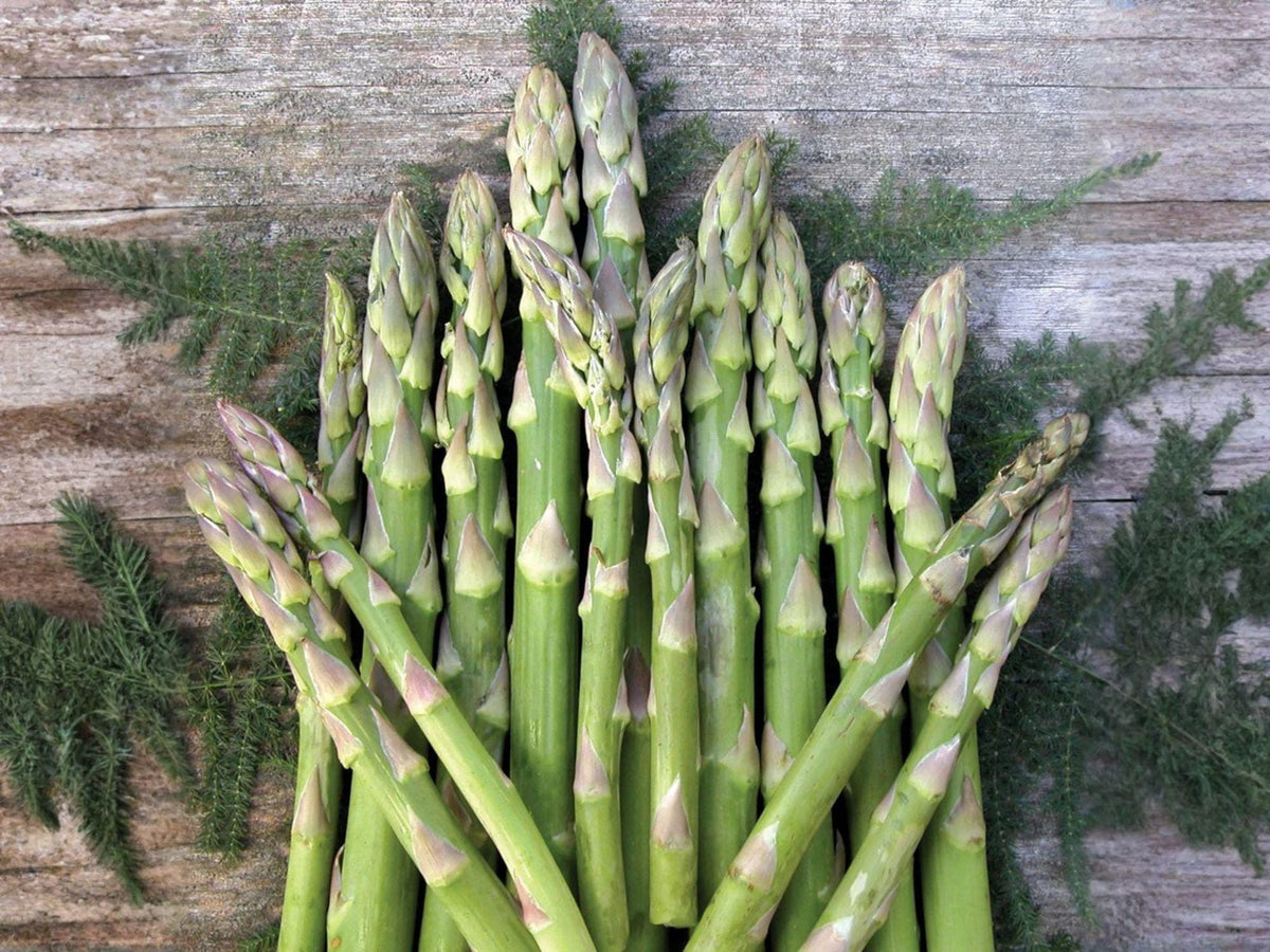 Asparagus Seeds – Heirloom Mary Washington – Cold Hardy Perennial Vegetable – 100 Seeds