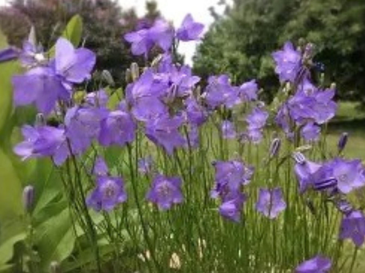 Campanula rotundifolia Harebells Seeds – Blue Wildflower for Pollinator Gardens, Perennial, 100 Seeds