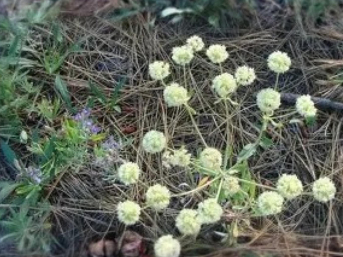 Eriogonum heracleoides Parsnipflower Wild Buckwheat Seeds – Native Perennial for Pollinators & Drought Tolerance