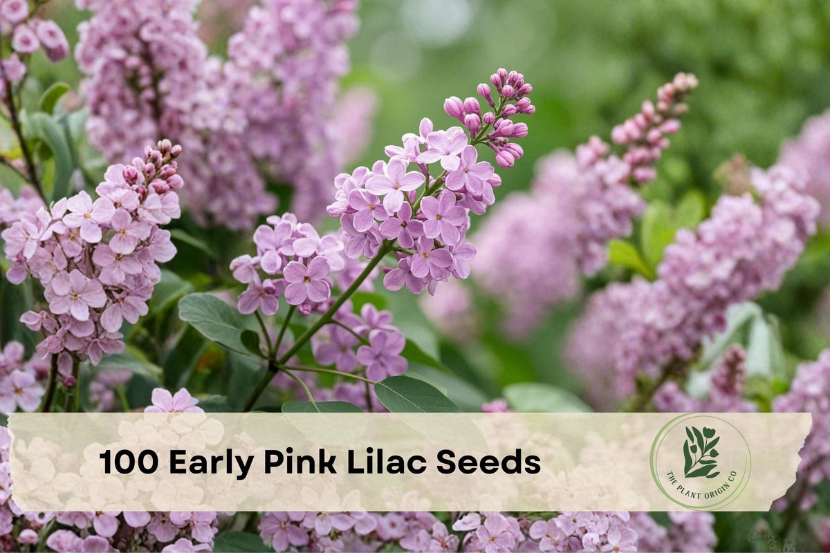 100 Early Pink Lilac Seeds for Ornamental Shrub, Syringa spp., Pink Flowers, Garden & Landscape Planting