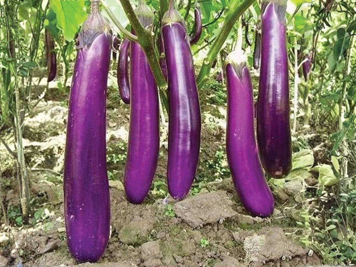 Long Purple Eggplant Seeds – 100 Vegetable Seeds for Home Garden, Aubergine, Slender Purple Fruit, Annual Plant