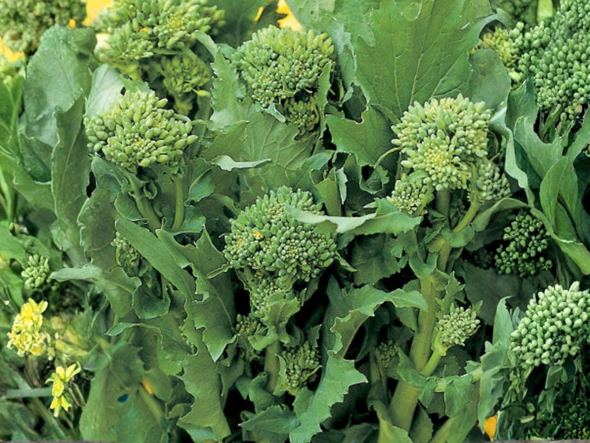 Broccoli Raab Seeds – Heirloom Rapini Rabe, Italian Greens, Fast-Growing, Non-GMO, 300 Seeds