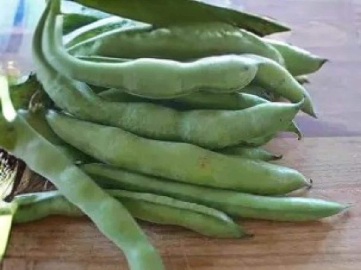 Fava Bean Seeds | Cool Season Legume | Nitrogen Fixing Plant | 10 Seeds, Broad Beans, Edible Pods