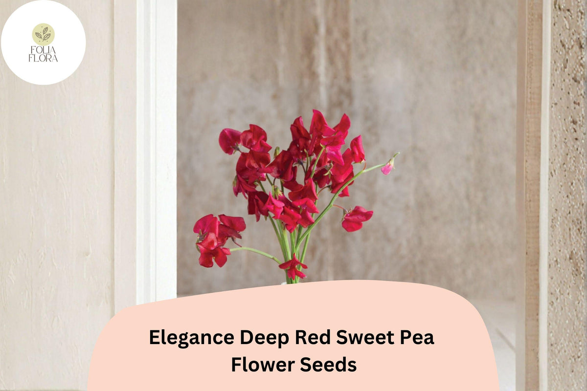 Elegance Deep Red Sweet Pea Seeds | Climbing Lathyrus odoratus for Trellises & Cut Flowers | 50+ Untreated Seeds