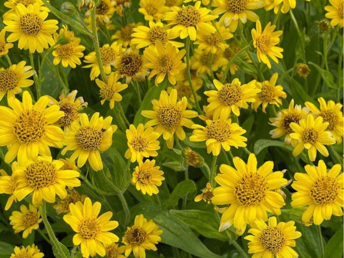 Meadow Arnica Seeds – 100 Native Wildflower Seeds for Pollinator Gardens, Medicinal Use, Bright Yellow Flowers, Arnica montana Alternative