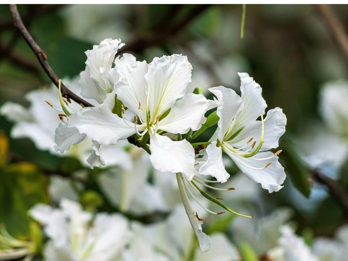 Bauhinia Alba Seeds – White Orchid Tree Flowering Plant – 10 Seeds – Ornamental Tree with Fragrant White Flowers