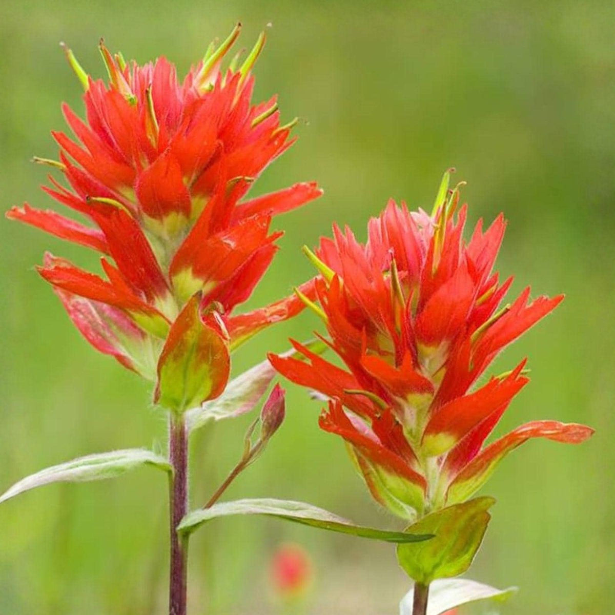 Giant Red Indian Paintbrush Seeds 300 Castilleja miniata Native Wildflower for Meadows & Prairie Restoration