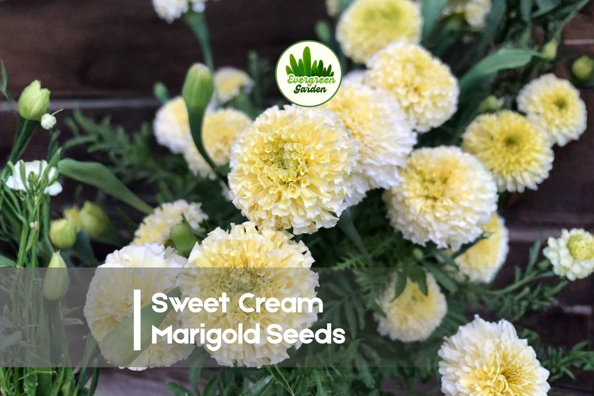 Sweet Cream Marigold Seeds, Tagetes species, Cream and Pale Yellow Blooms, Annual, Full Sun, Easy to Grow