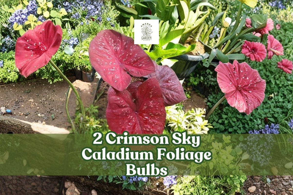 2 Crimson Sky Caladium Bulbs – Heart-Shaped Foliage, Red and Green Leaves, Shade Garden, Tropical Landscape, Caladium bicolor