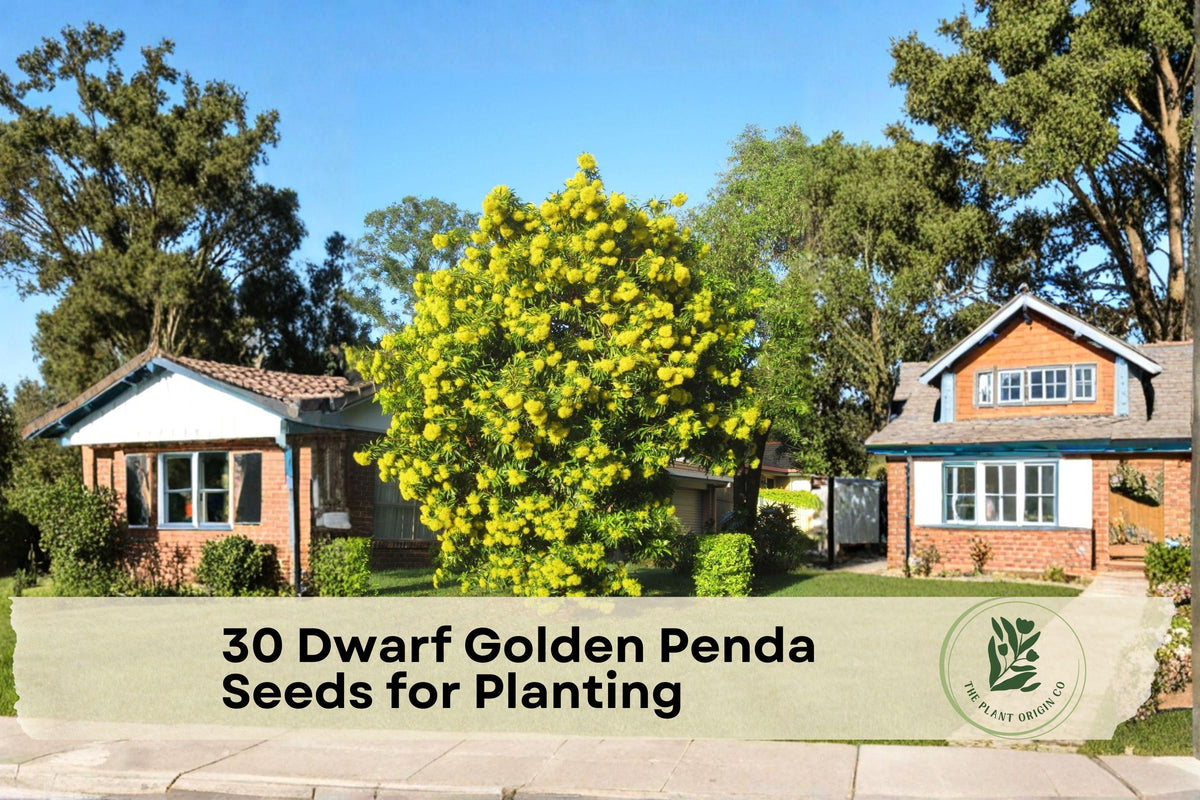 Dwarf Golden Penda Seeds – Tropical Ornamental Tree with Golden Yellow Flowers – Xanthostemon chrysanthus