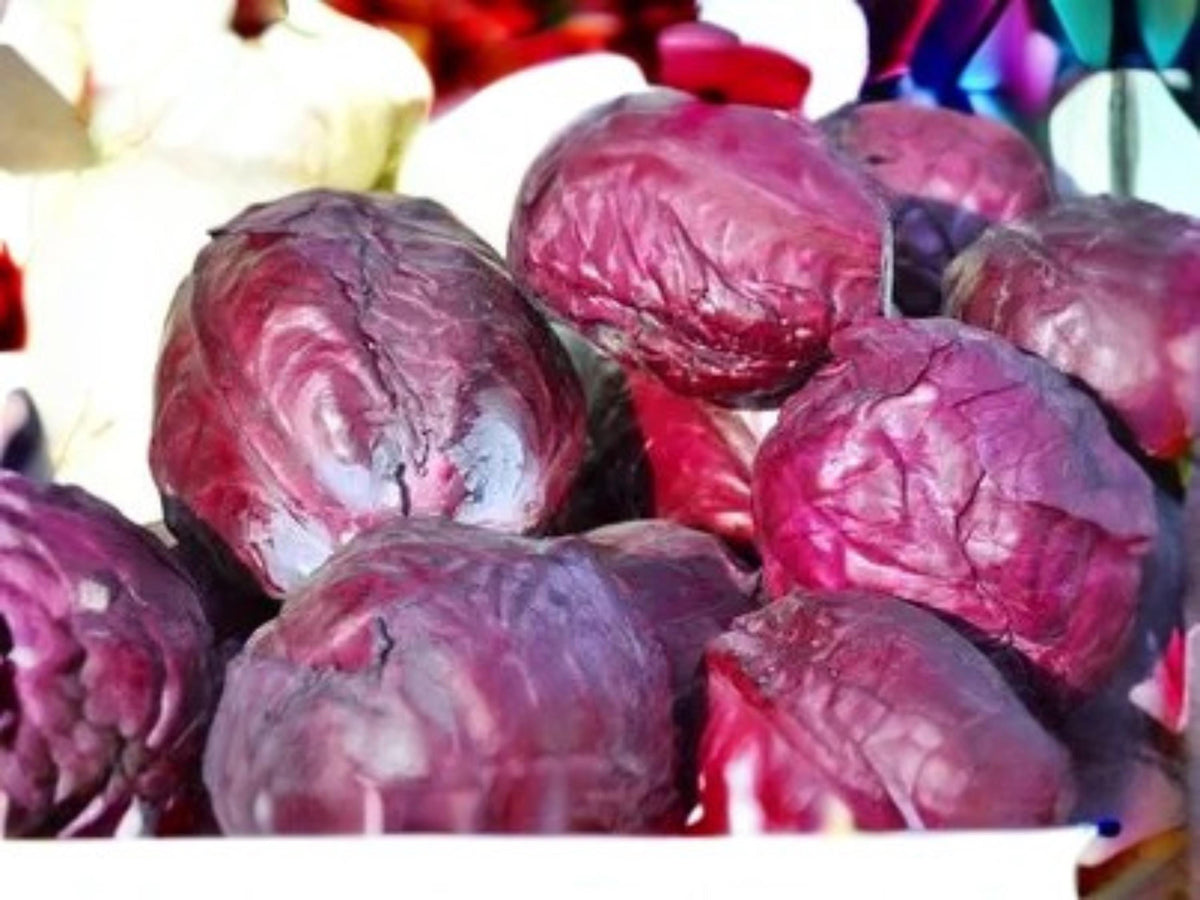 Red Acre Cabbage Seeds - Heirloom, Cold Hardy, Compact Purple-Red Heads, 500 Seeds