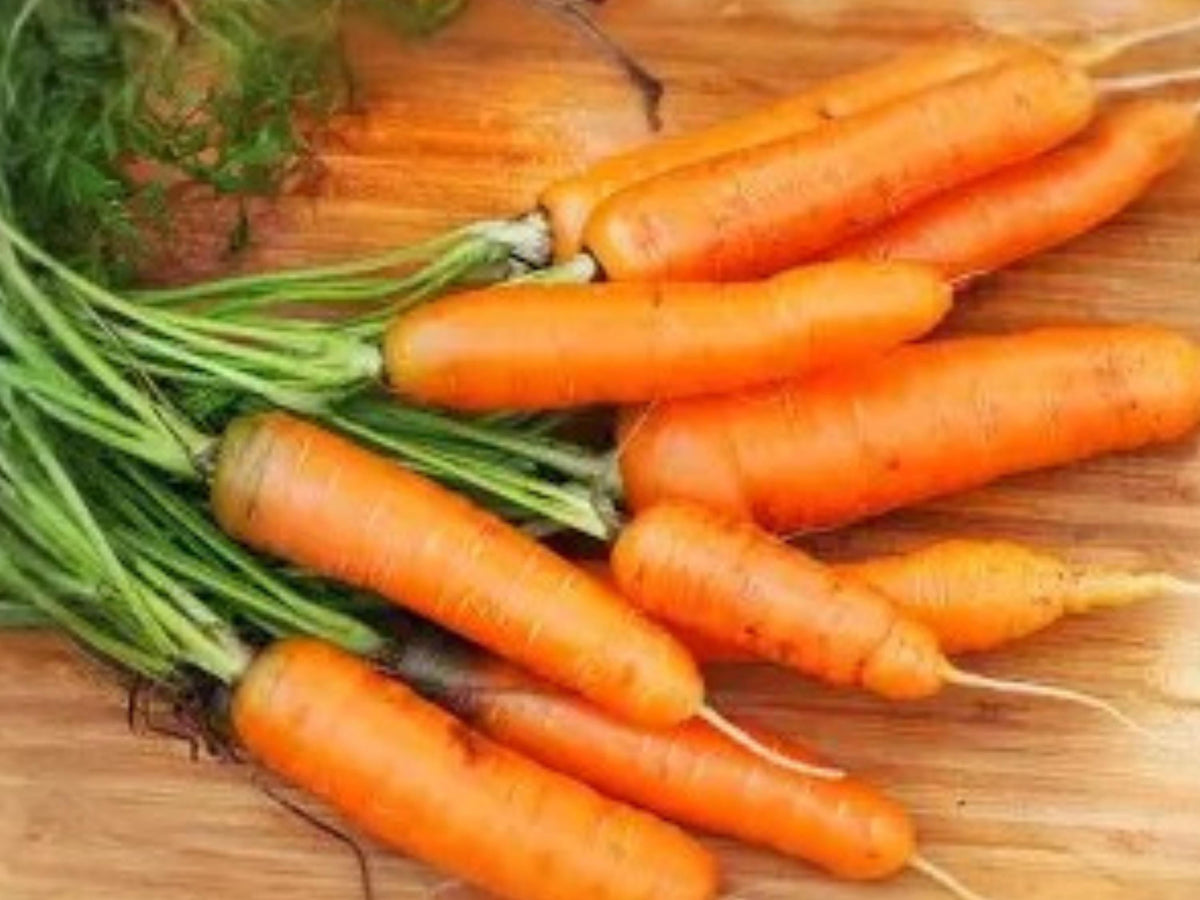 Scarlet Nantes Carrot Seeds | Heirloom Nantes Type | Sweet Tender Roots | 500 Seeds for Home Garden