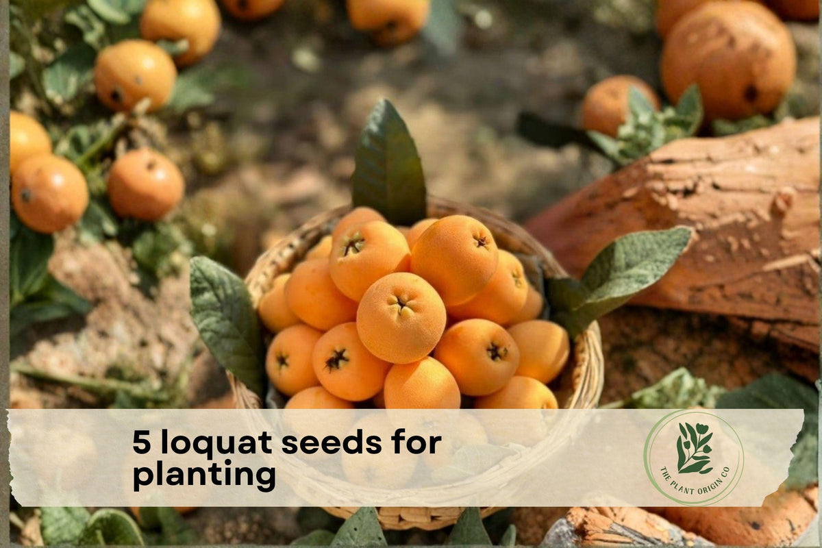 Loquat Seeds for Planting – Evergreen Shrub or Small Tree – Eriobotrya japonica, Ornamental Fruit Plant, Glossy Foliage