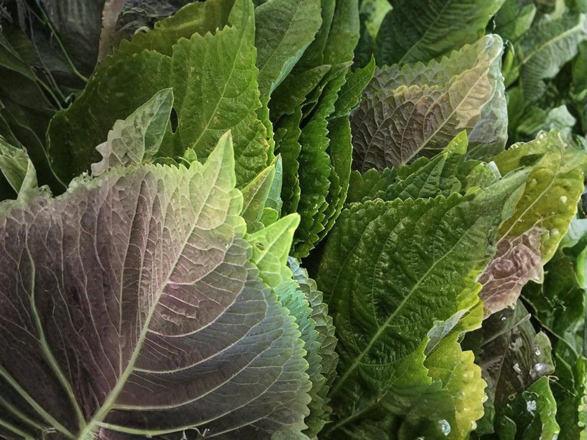 Perilla Shiso Korean Herb Seeds – Green Leaves, Non-GMO Culinary Herb, Fast-Growing Annual, 500 Seeds