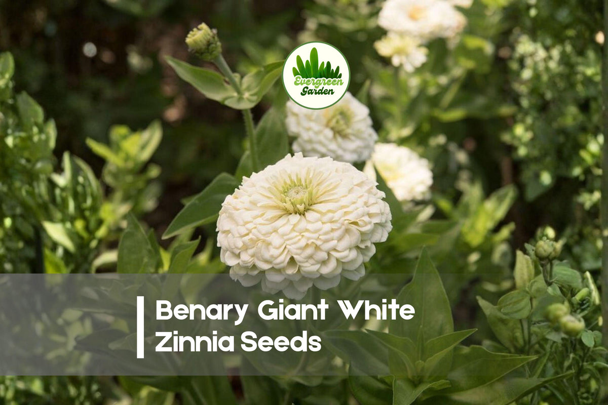 Benary Giant White Zinnia Seeds | Large Fully Double White Blooms | Zinnia elegans Annual Flower for Gardens & Cut Flowers