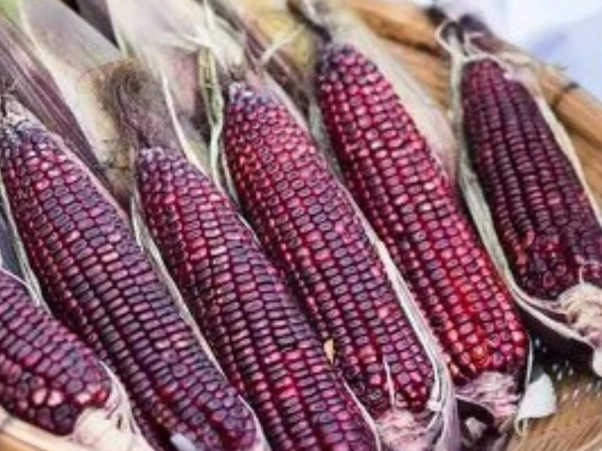 Bloody Butcher Corn Seeds – Heirloom Red Dent Grain for Flour, Grits & Seed Saving – 50 Seeds